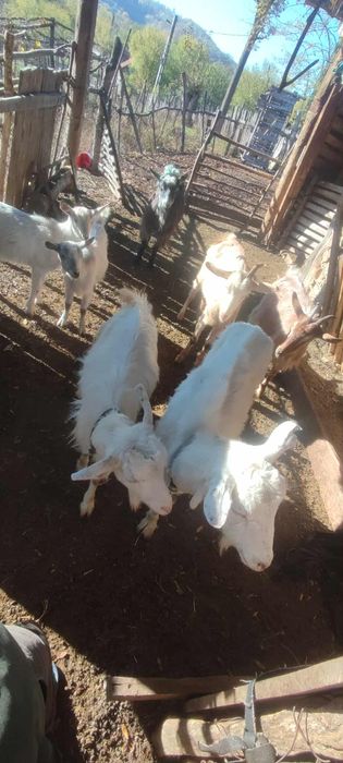 Vând capre mai multe detalii la numai de telefon ...