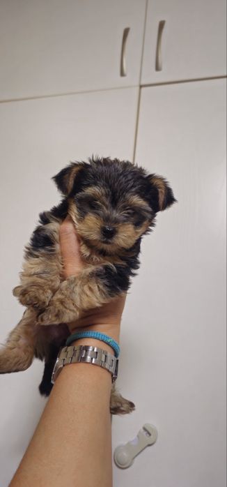 Продавам Йоркширски териер мини