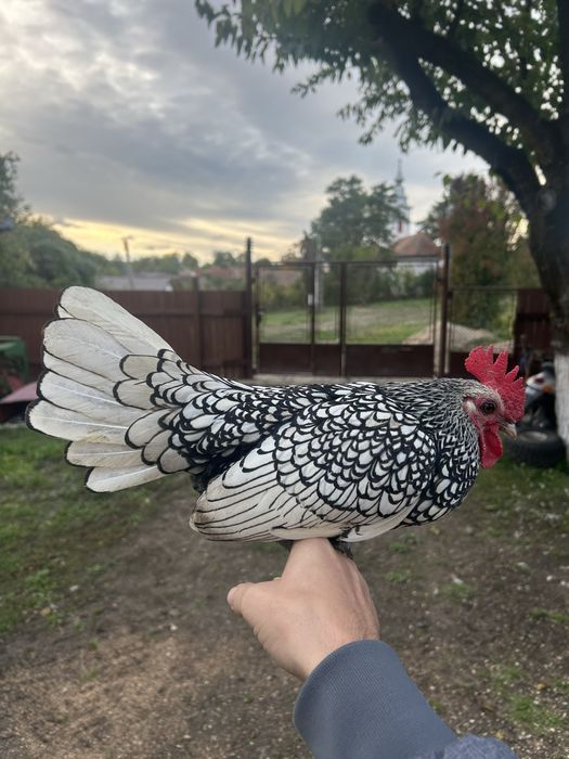 Vand sau schimb cocos sebright argintiu