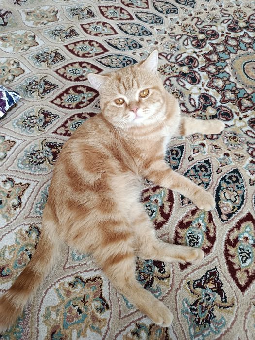 Skotish strayt Vyaska