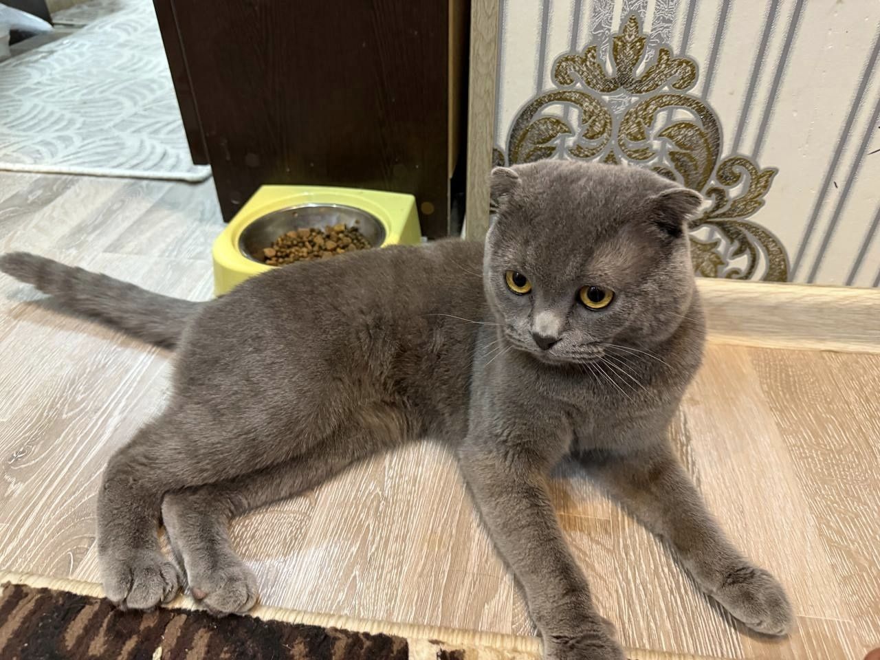 Скотишь фолд  для вязки