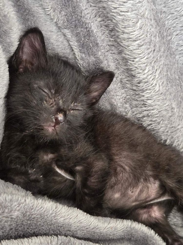 Малко мъжко коте