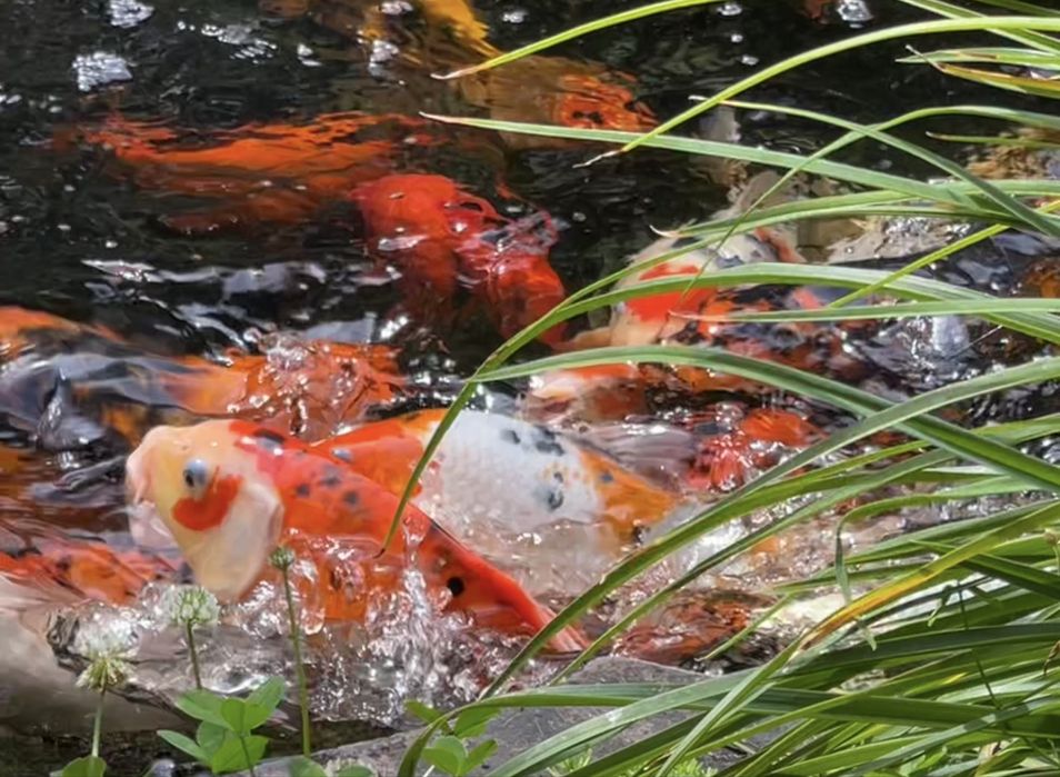 Crapi Koi de vanzare