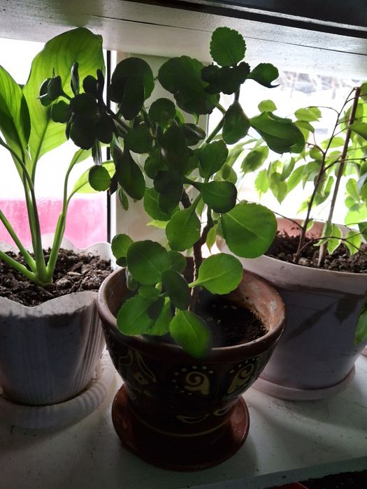 Комнатные цветы распродажа!