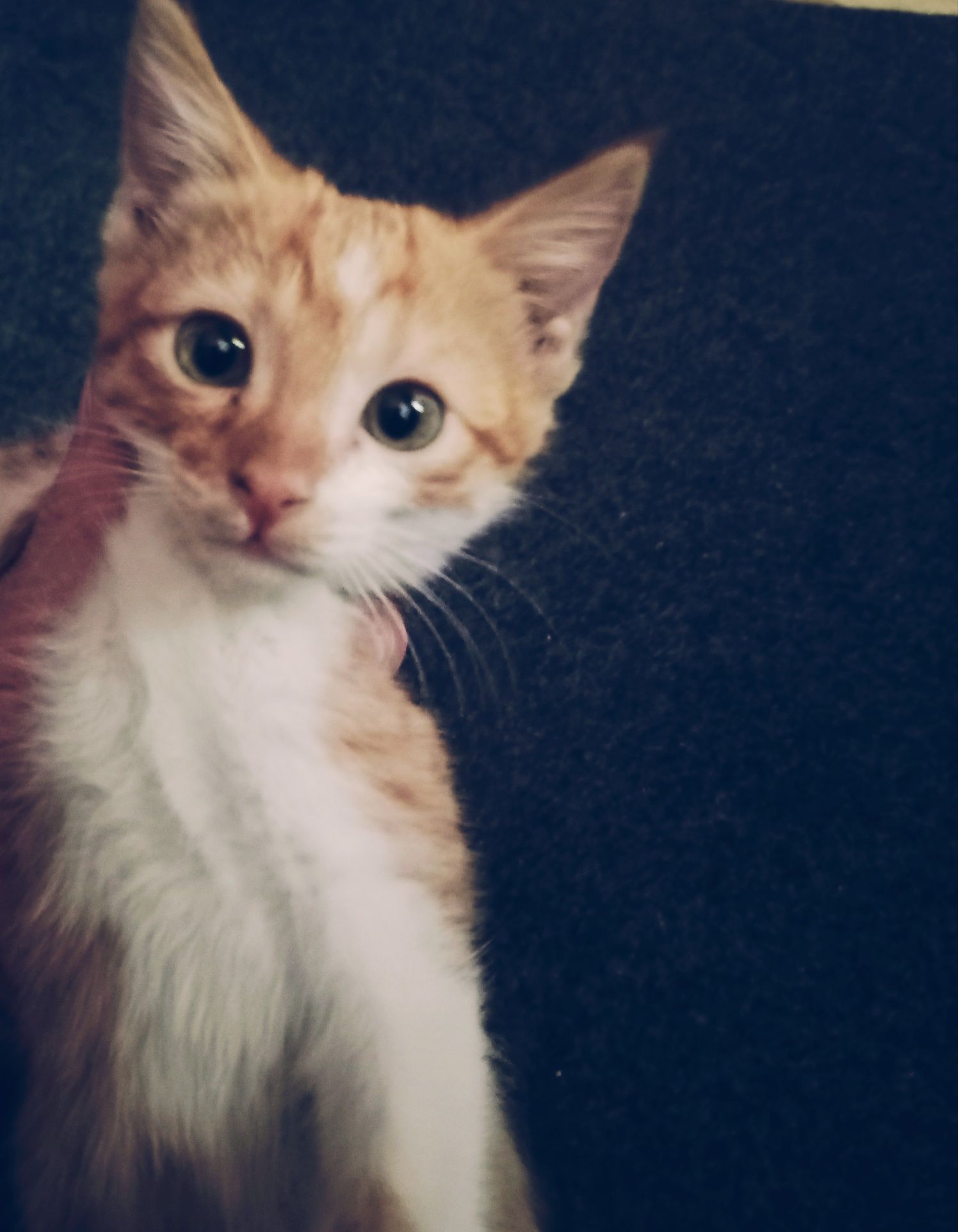 Котята,2 месяца(мальчики и девочки)