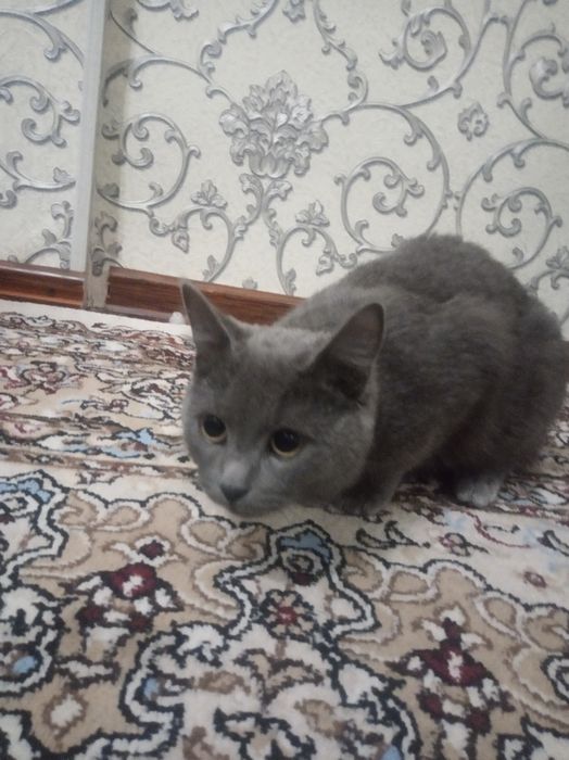 Продаёотся кот британетс