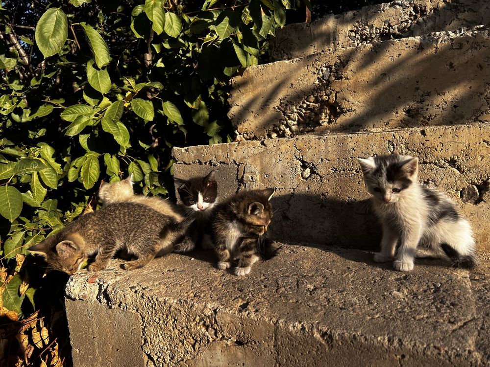 Отдам в дар котят!