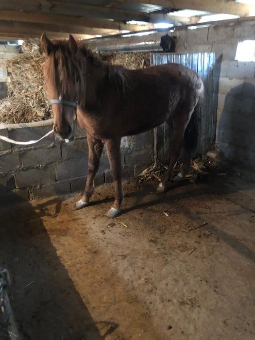 Продаю кобылу почти 2 годовалый