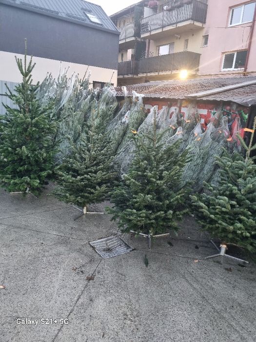 Vamd brazi de Crăciun argintii preț de la 100 la 200