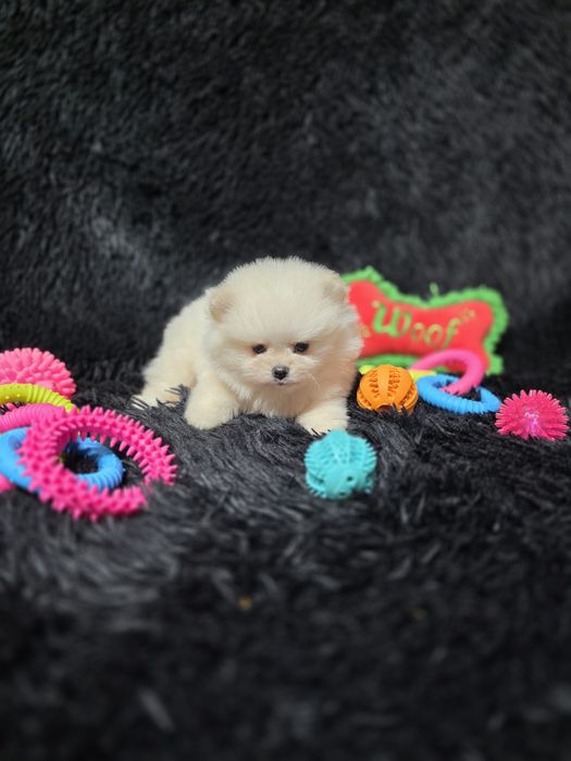 Pomeranian fetita tip boo