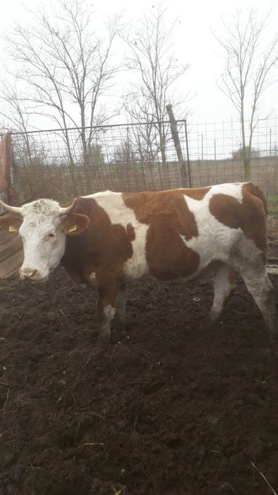 Vând junică bălțată românească