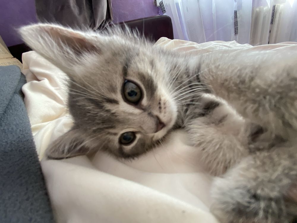 котенок, 2,5 месяца