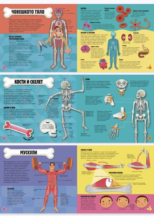 Прочети и сглоби! Човешкото тяло