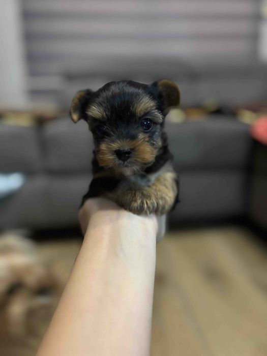 Мини Йоркширски териер