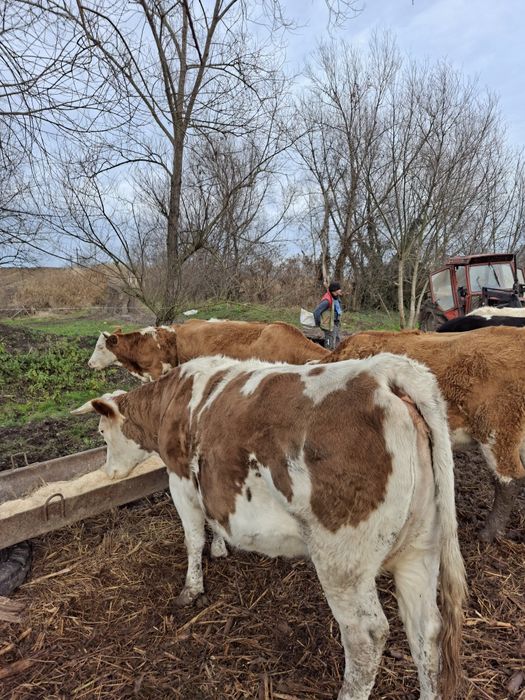 Vând vacii bălțate