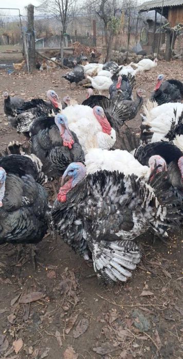 Curcani crescuti bio