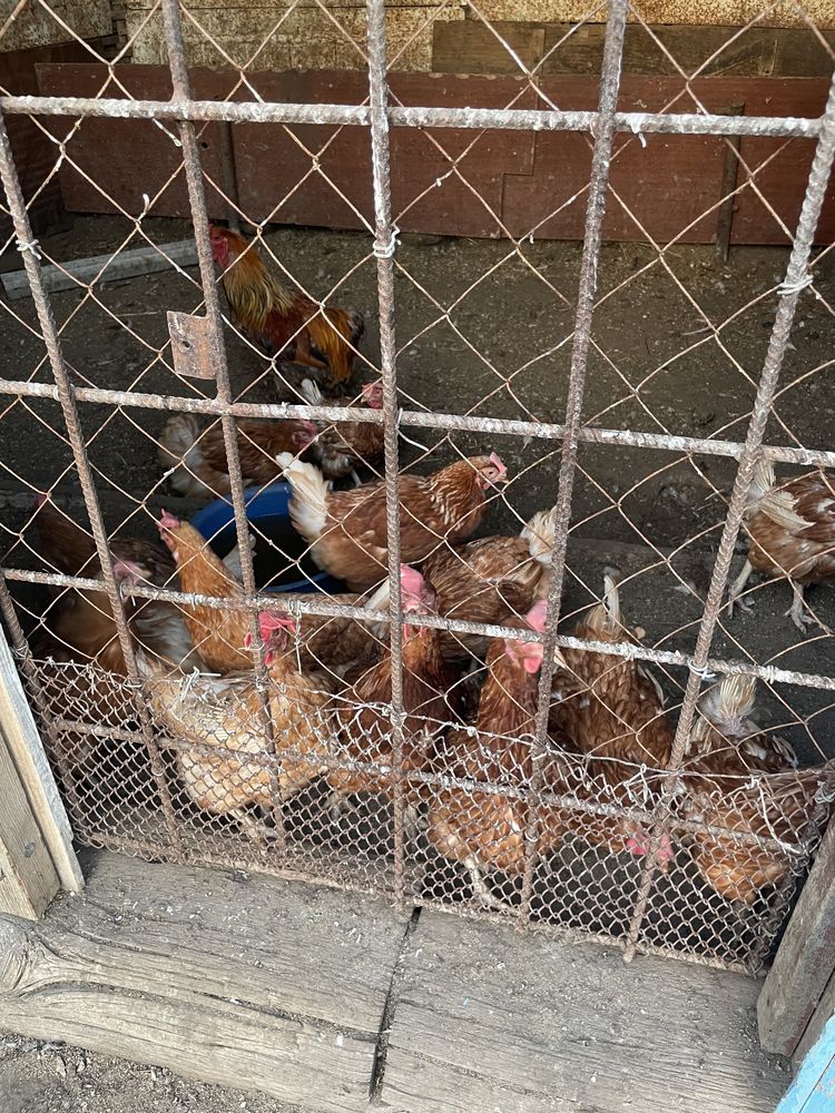 Продаем курицы несушки