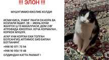 Пропала кошка пожалуйста прочитайте объявления