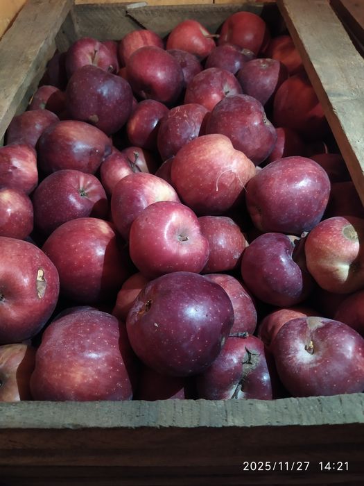 Продам яблоки сорт Американка