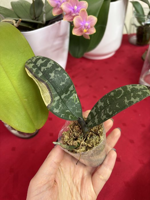 Продам Орхидея Шиллериана