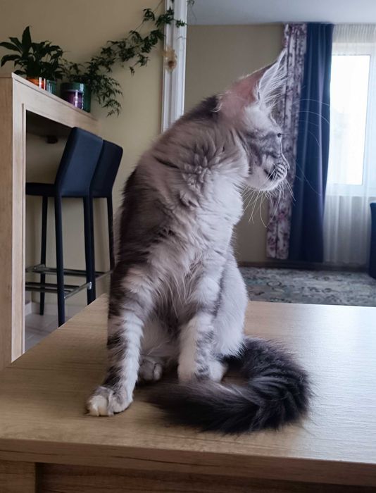 Коте  Мейнкун / Mein Coon /Мей Куун