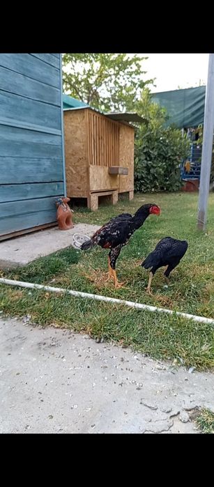 Продам дакан О Шамо,4 штуки оптом,родители и их дети