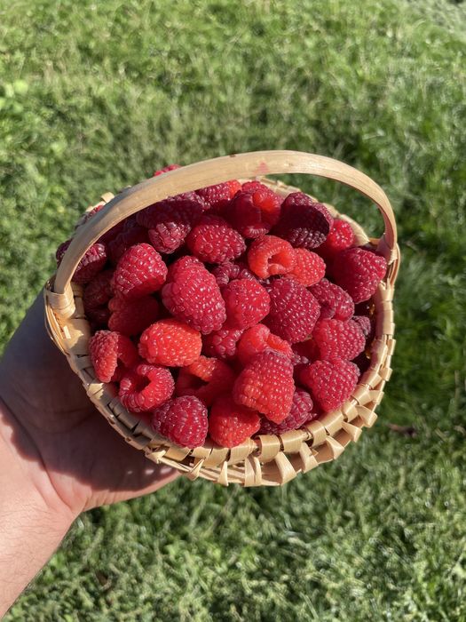 Butasi zmeura Cayuga - productivitate ridicata