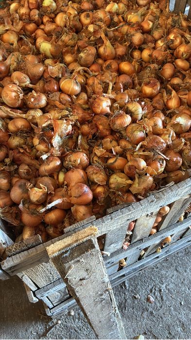 Ceapa romaneasca