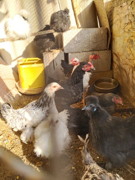Домашный моладие петухи и куры