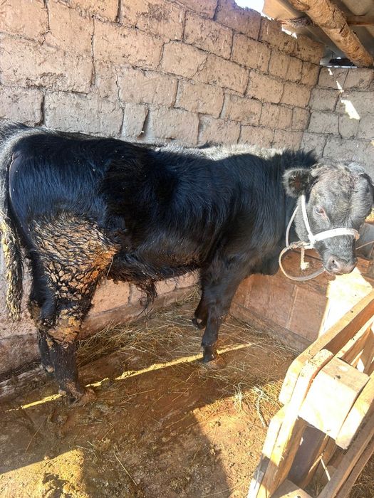 Семіз бычок сатылады