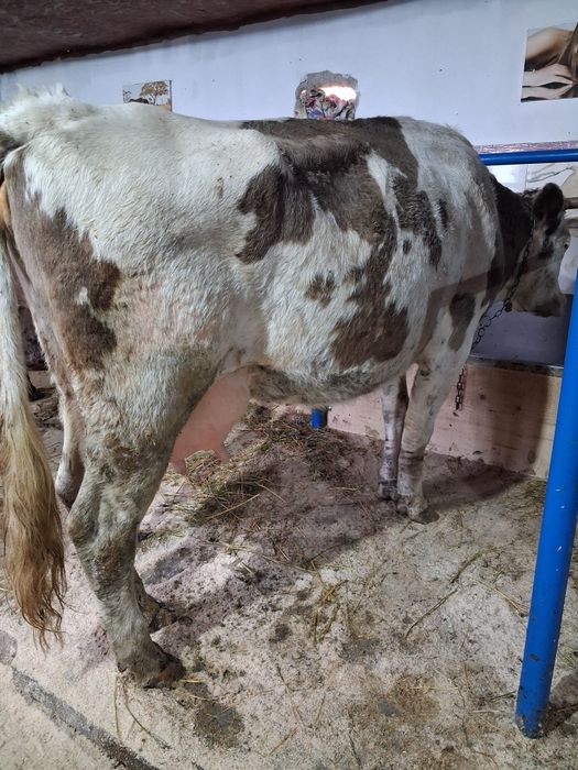 Vand sau schimb cu vacă de tăiere