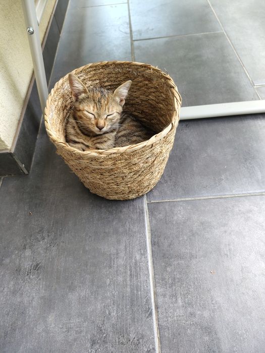 Donez pisicuță 5 luni