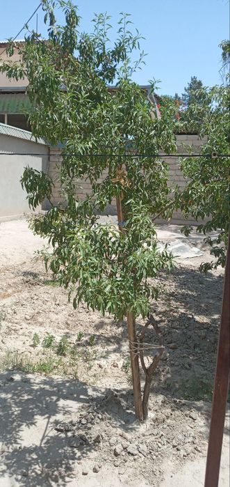 Ховли сотилади ! Продается дом!