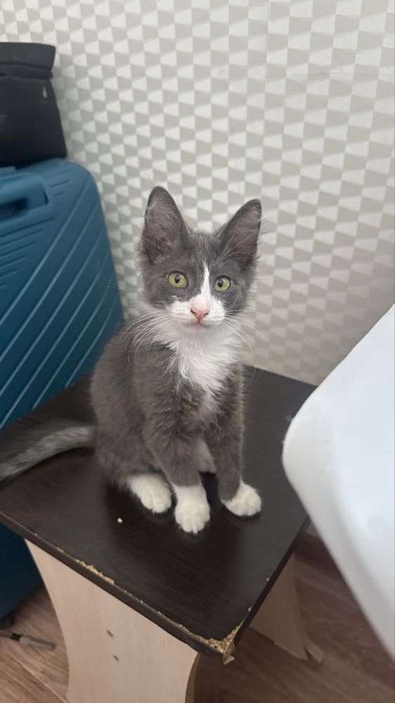 Котенок кішкентай Мысық