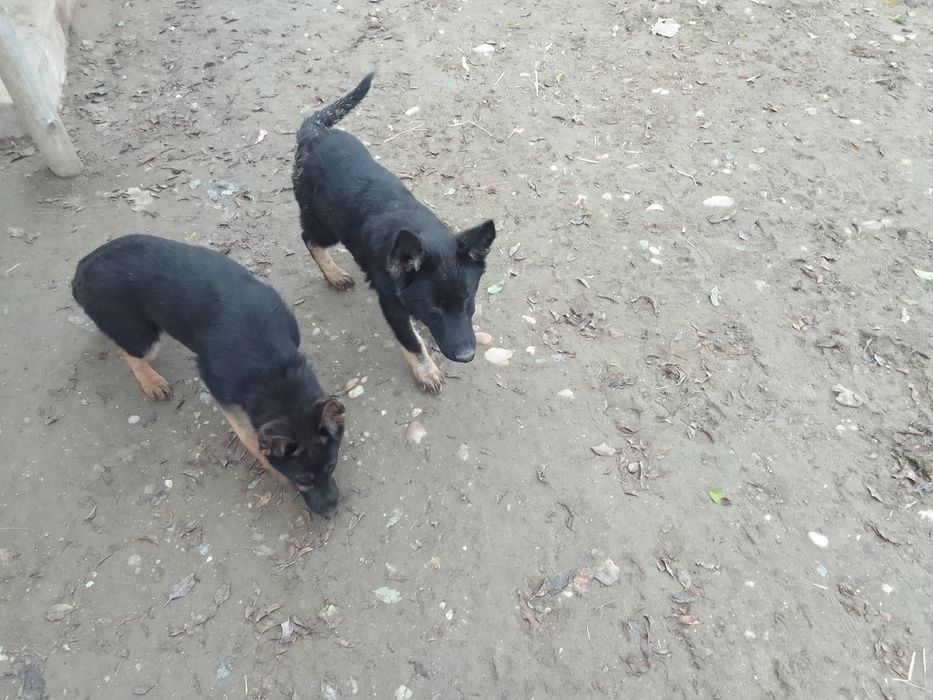 Catei  ciobanesc german cu 3 vacinuri facute si carnete