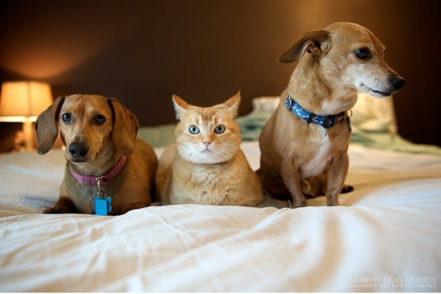 Полезные советы от специалистов и интересная информация - кошки собаки