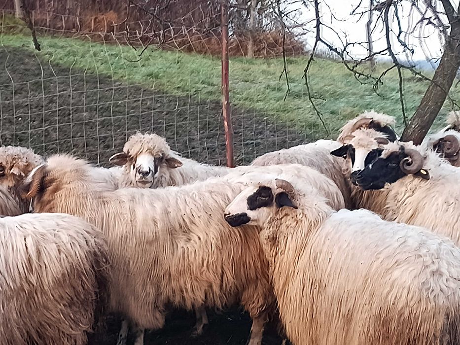 Vand oi oatise si breze