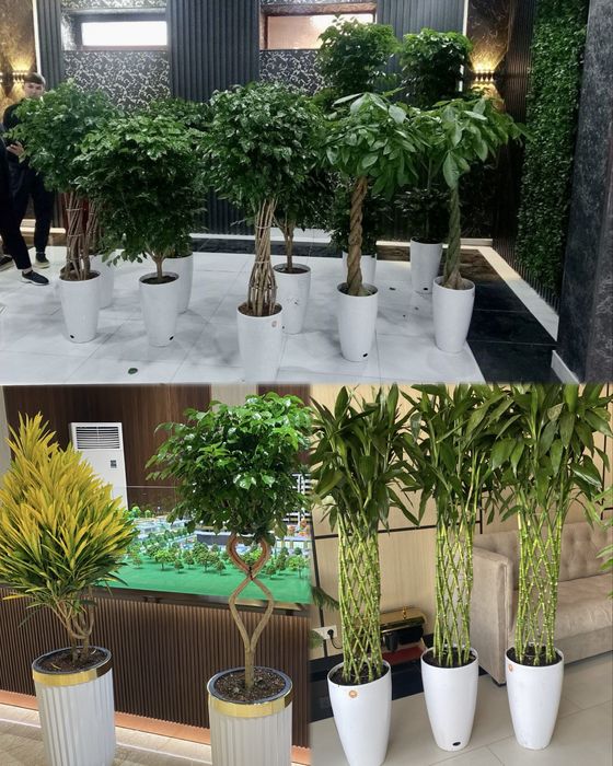 Оптом Офисные цветы, Хона гуллар Оптом, Ofis Gullari