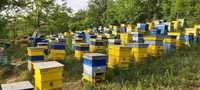 Биологични пчелни отводки и пило с пчели от лицензиран производител