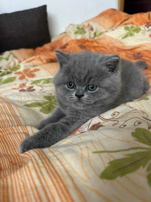 Baietel British Shorthair