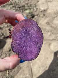 Картофель семенной фиолетовый