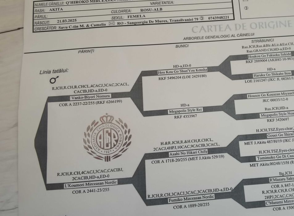 Pui Akita inu femela de top arbitrata, părinți multipli campioni.