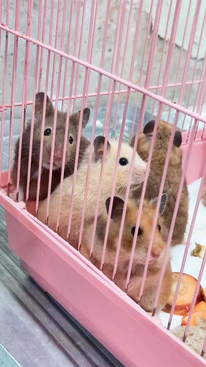 Хомячки домашние