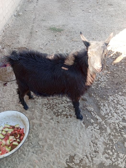 Теке порода 2 айдан аскан