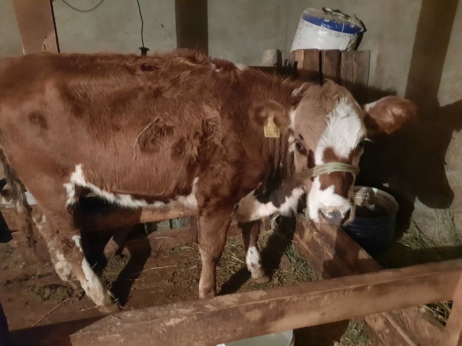 Корова мясная продаётся