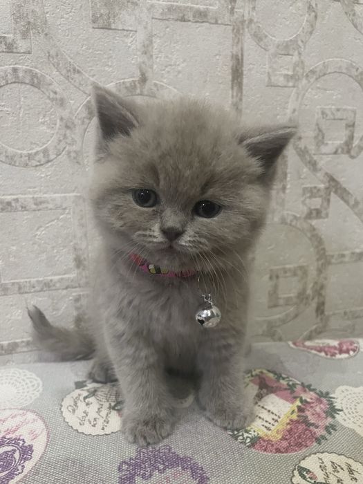 Mushuk  2 oylik  Britanskiy paroda