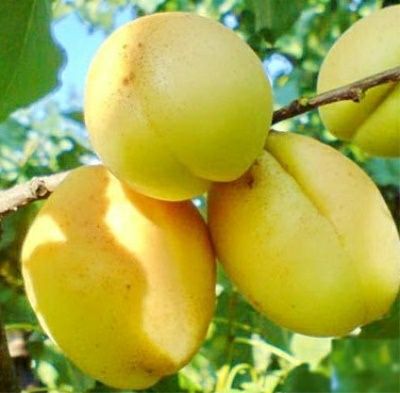 Cais (Soiul Ananas )
