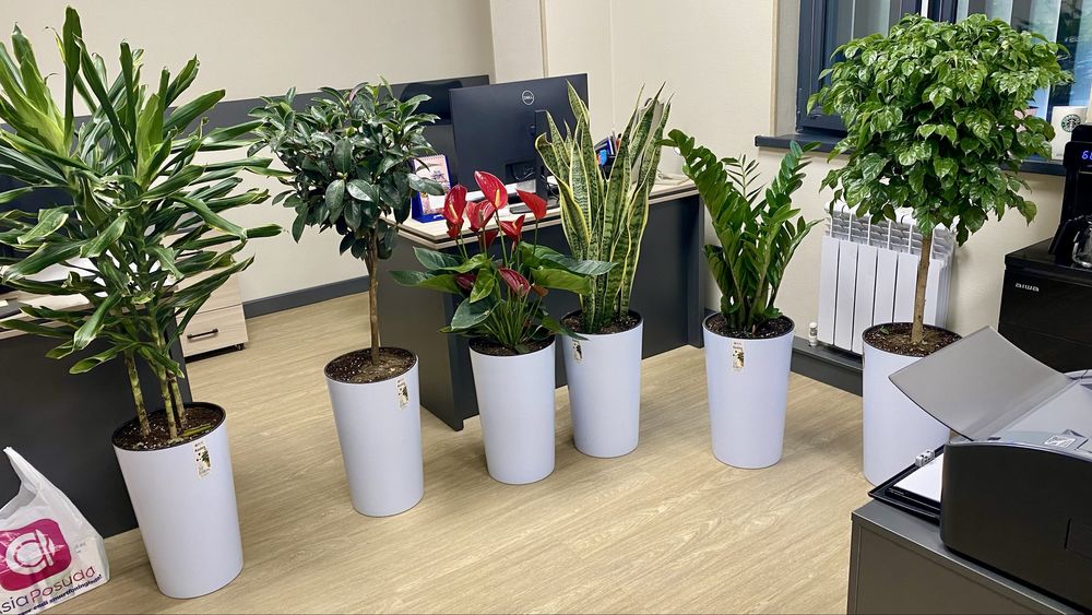 Офисные цветы, Офис учун Гуллар, Ofis gullari