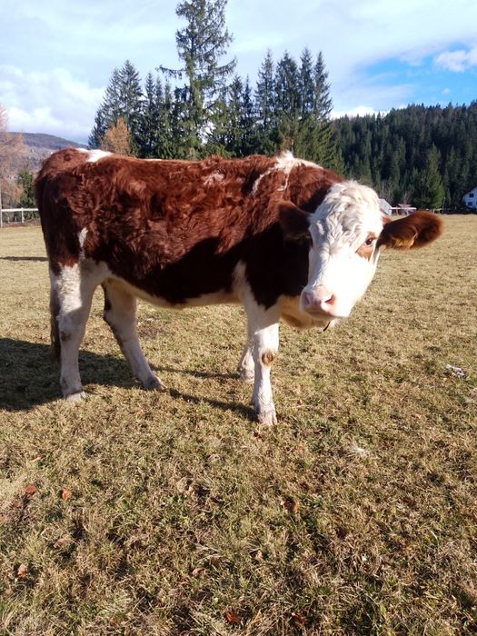 Vaci BR linie de carne