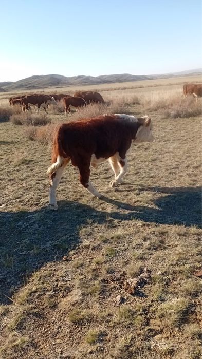 Продам герофордские племенные бычки подсос